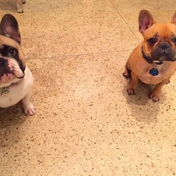 Lone Star Leash Services - Dolly & Shadow - Pet Sitting Near Me