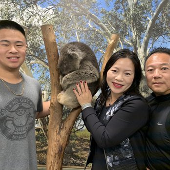 Blue Mountains Day Tours - Photo with Koala at Featherdale - Tours Near Me - Glenbrook, NSW