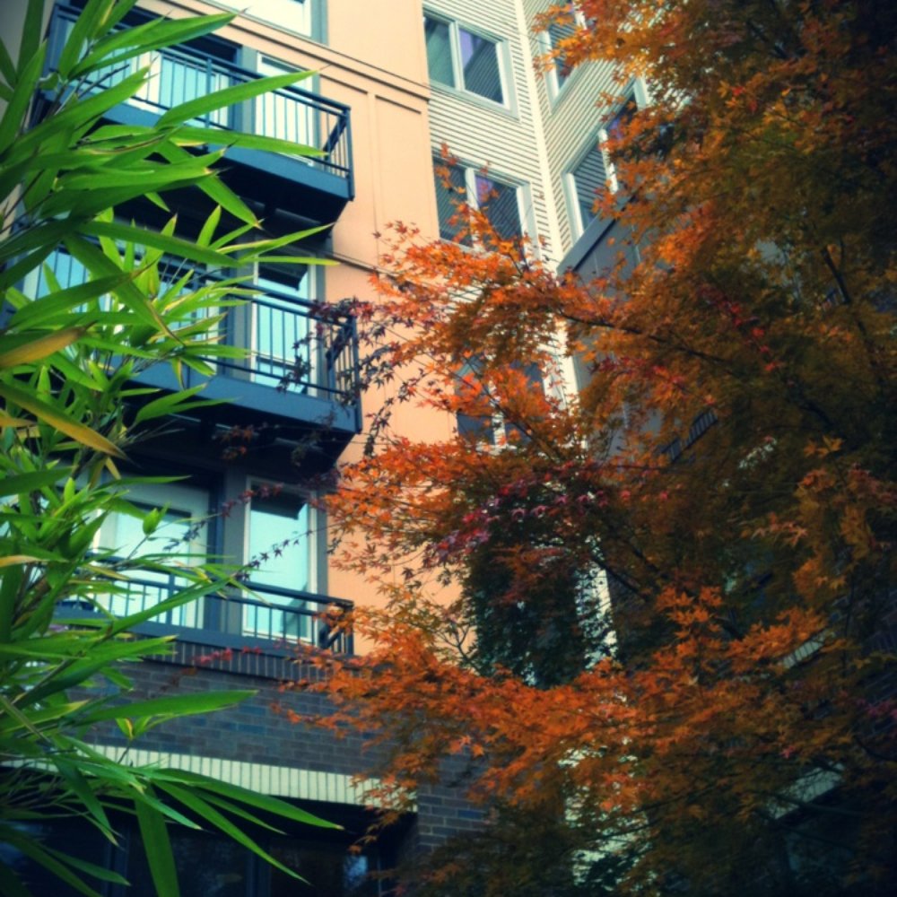 Alcyone Apartments - Apartments Near Me - Seattle, Washington Alcyone Apartments - Apartments Near Me - Seattle, Washington