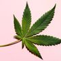 Photo of Mercy Medicinal Cannabis Clinic