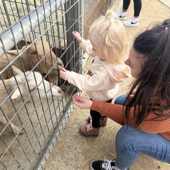 Sugarplum Zoo - Chocolatiers & Shops Near Me - Temecula, California