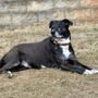 Photo of Luv Your Petz