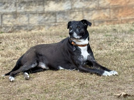 LUV YOUR PETZ - Updated July 2026 - 43 Photos - 1011 Bob Smith Rd