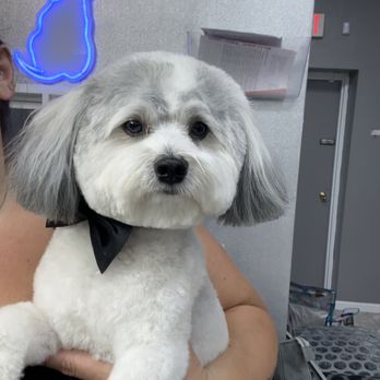 Exquisite Canine Designs - Pet Groomers Near Me Exquisite Canine Designs - Pet Groomers Near Me