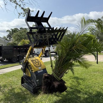 Gold Palm Solutions - Tree Services Near Me - Palmetto, Florida Gold Palm Solutions - Tree Services Near Me - Palmetto, Florida