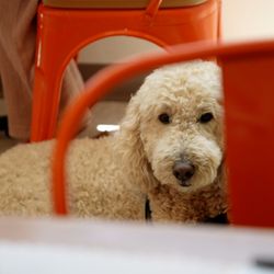 Color Me Mine - Dog Friendly Pottery Painting Studio in Costa Mesa