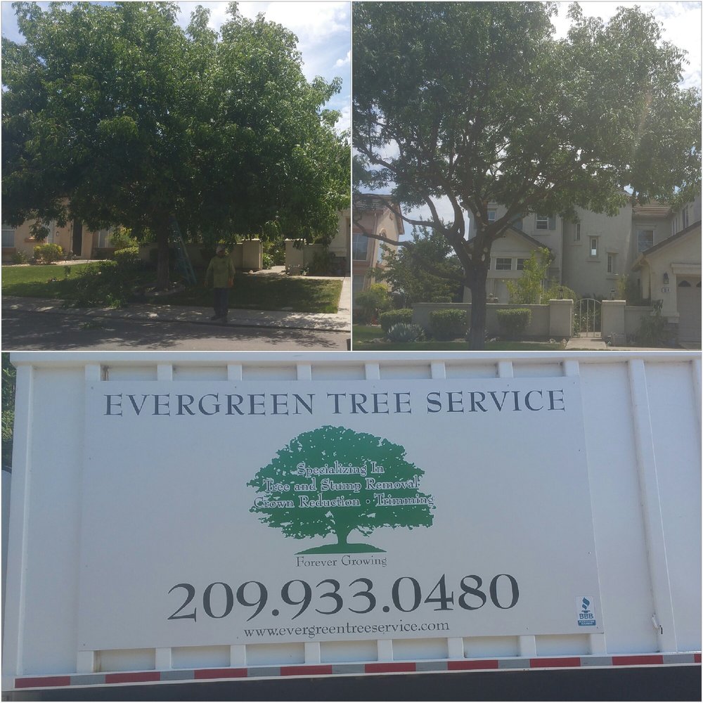 Evergreen Tree Service 12 Reviews Tree Services