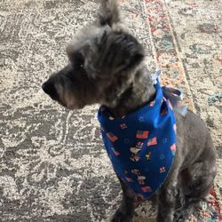 Pet Styling by Mimi - Chase with 4th of July bandana.