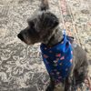 Pet Styling by Mimi gift card