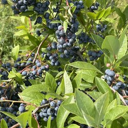 Nooksack Blueberries - Hardy blues may be small but they are very sweet...