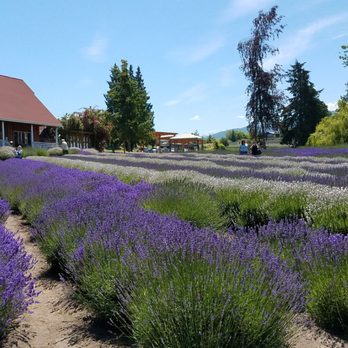 Purple Haze Lavender Farm - Lovely! - Flowers & Gifts Near Me - Sequim, Washington
