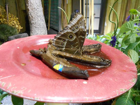 Audubon Insectarium by null