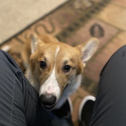 Bark Busters Home Dog Training San Antonio North