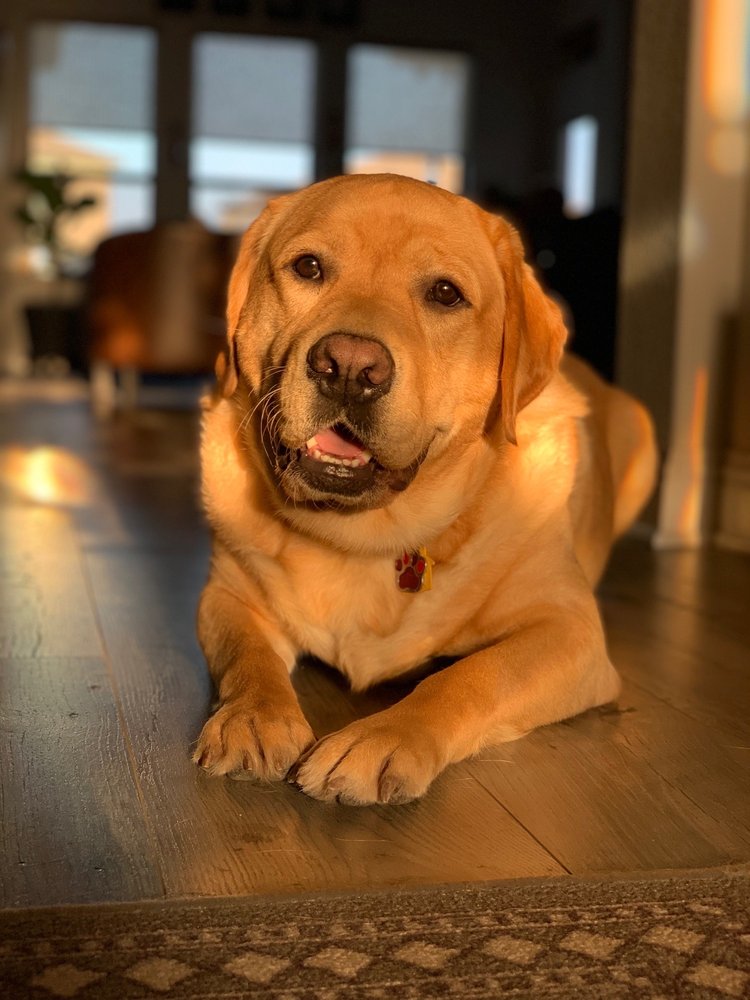 FIREHOUSE ANIMAL HEALTH CENTER ROUND ROCK 32 Photos & 87 Reviews