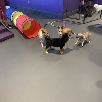 Central Bark Paradise Valley - Puppy Hour Playdate - Pet Training Near Me - Scottsdale, Arizona Central Bark Paradise Valley - Puppy Hour Playdate - Pet Training Near Me - Scottsdale, Arizona