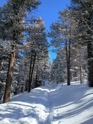 Mueller State Park by null