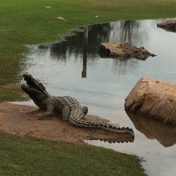 Oyster Creek Park - Fake alligator on the little lake. Don't be scared because it is not moving and fake. - Parks Near Me - Sugar Land, Texas Oyster Creek Park - Fake alligator on the little lake. Don't be scared because it is not moving and fake. - Parks Near Me - Sugar Land, Texas