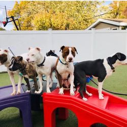 Camp Happy Tails NYC Rescue