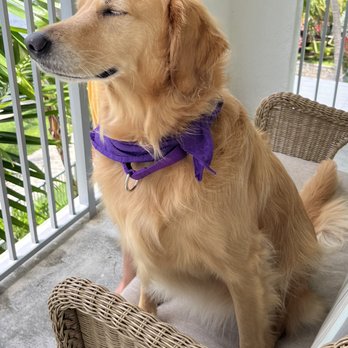 Key Biscayne Pet Grooming - Pet Sitting Near Me - Key Biscayne, Florida