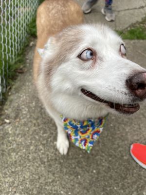 Seattle Dog Boarding by null