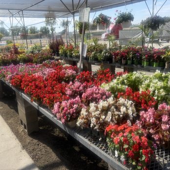 Lakewood Nursery - Nurseries & Gardening Near Me - Cypress, California Lakewood Nursery - Nurseries & Gardening Near Me - Cypress, California