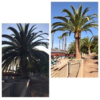 Silver Tree Service - Tree Services Near Me - Port Hueneme, California Silver Tree Service - Tree Services Near Me - Port Hueneme, California
