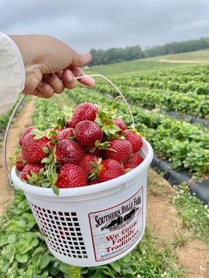 Southern Belle Farm by null