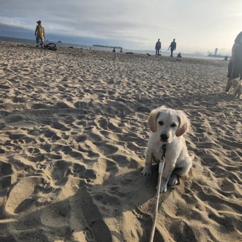 Rosie's Dog Beach - Dog Parks Near Me - Long Beach, California Rosie's Dog Beach - Dog Parks Near Me - Long Beach, California