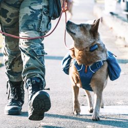 Amani K9 - Working on a good structured walk.