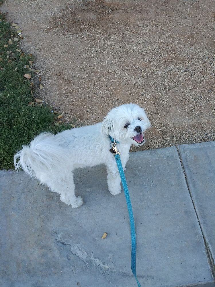 GEM OF THE DESERT PET & HOUSE SITTING Request a Quote La Quinta, CA Yelp