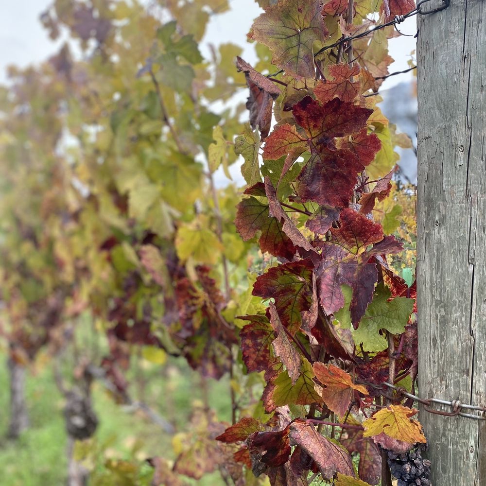 Trisaetum Winery - Wineries Near Me - Newberg, Oregon Trisaetum Winery - Wineries Near Me - Newberg, Oregon