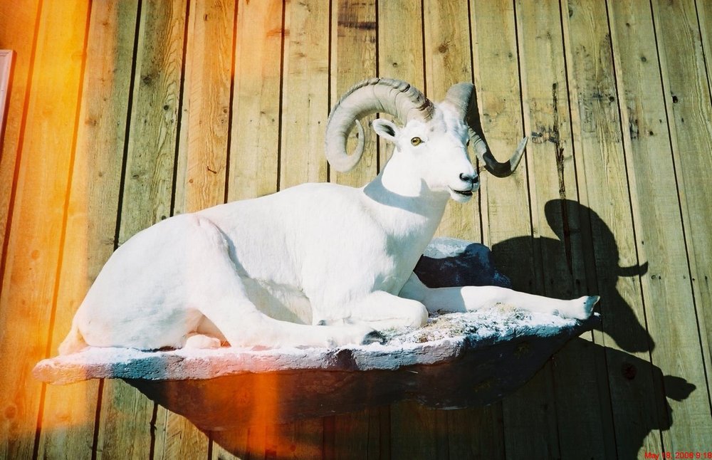 The Taxidermist - taxidermy in Florence, MT