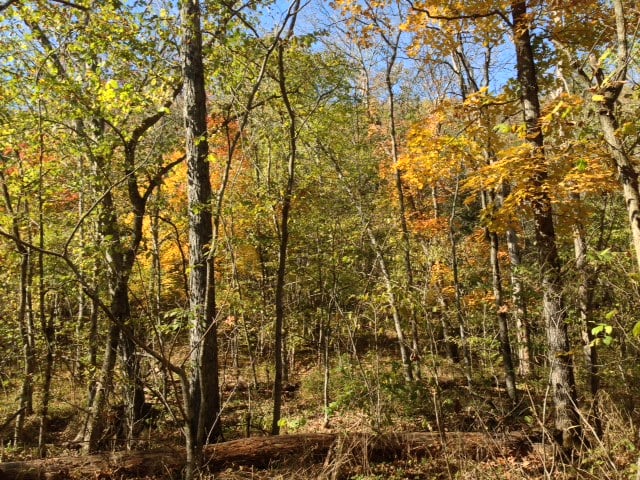 Busiek State Forest Logo
