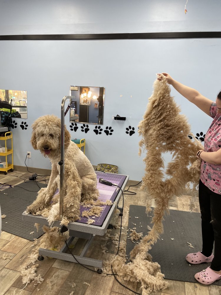 PRICKLY DOG GROOMING ACADEMY Updated October 2024 29 Photos 2051