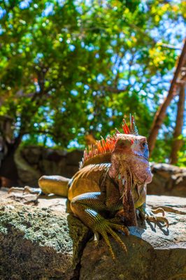 Coral World Ocean Park by null