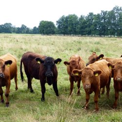 Meerpohl - Deutsch Angus aus eigener Haltung