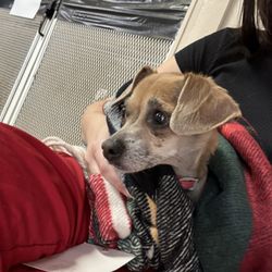 Animal Friends Connection Humane Society