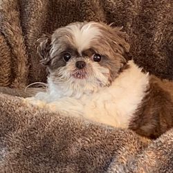 FuzzyOne Mobile Grooming - Shih Tzu Doodles