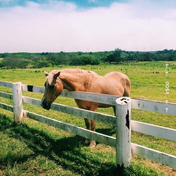 Kualoa Ranch - Tours Near Me - Kaneohe, Hawaii Kualoa Ranch - Tours Near Me - Kaneohe, Hawaii