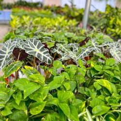 Sunshine Growers Nursery - Indoor plants