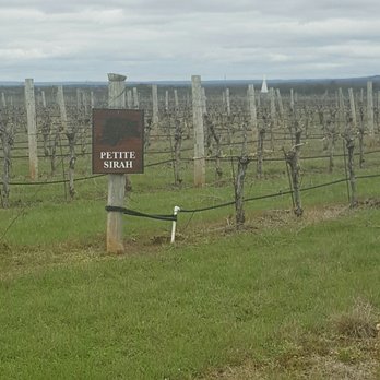 Becker Vineyards - Petite Sirah grapes - Wine Tasting Room Near Me - Fredericksburg, Texas
