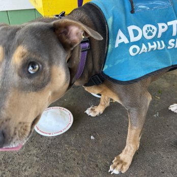 Oahu SPCA - Big Momma getting a pup cup of unflavored shaved ice at Matsumoto's - Animal Shelters Near Me - Wahiawa, Hawaii Oahu SPCA - Big Momma getting a pup cup of unflavored shaved ice at Matsumoto's - Animal Shelters Near Me - Wahiawa, Hawaii