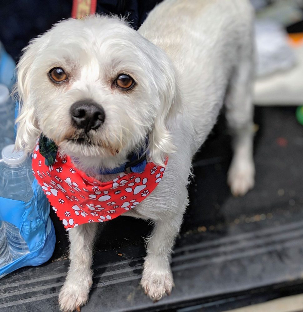 L & L GROOMING & BOARDING Updated August 2024 14 Reviews 1567 Ft