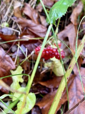 Starvation Creek Falls by null