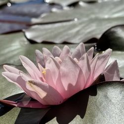 Montecito Sequoia Lodge - Water Lily in the lake