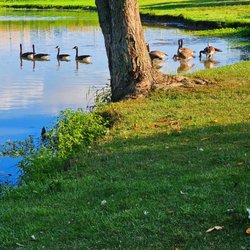 Phillips Park