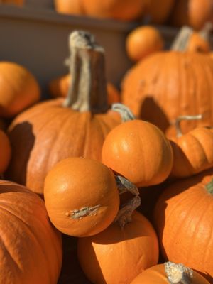 The Farmer's Daughter