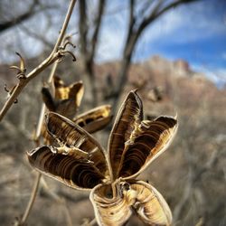 Zion National Park - Very cool late February & early March dry flowers.