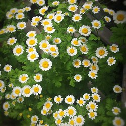 Sunbasin Landscape & Nursery