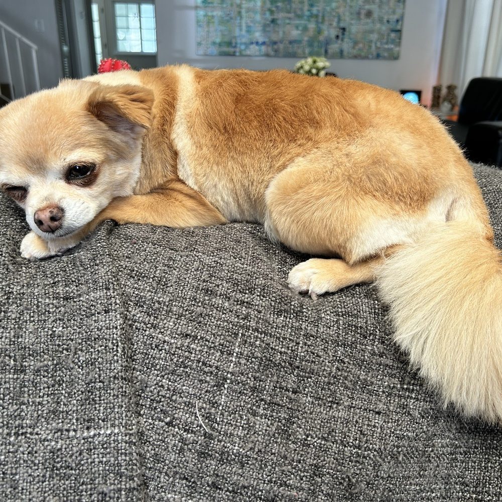 Relaxing after her grooming session! Relaxing after her grooming session!